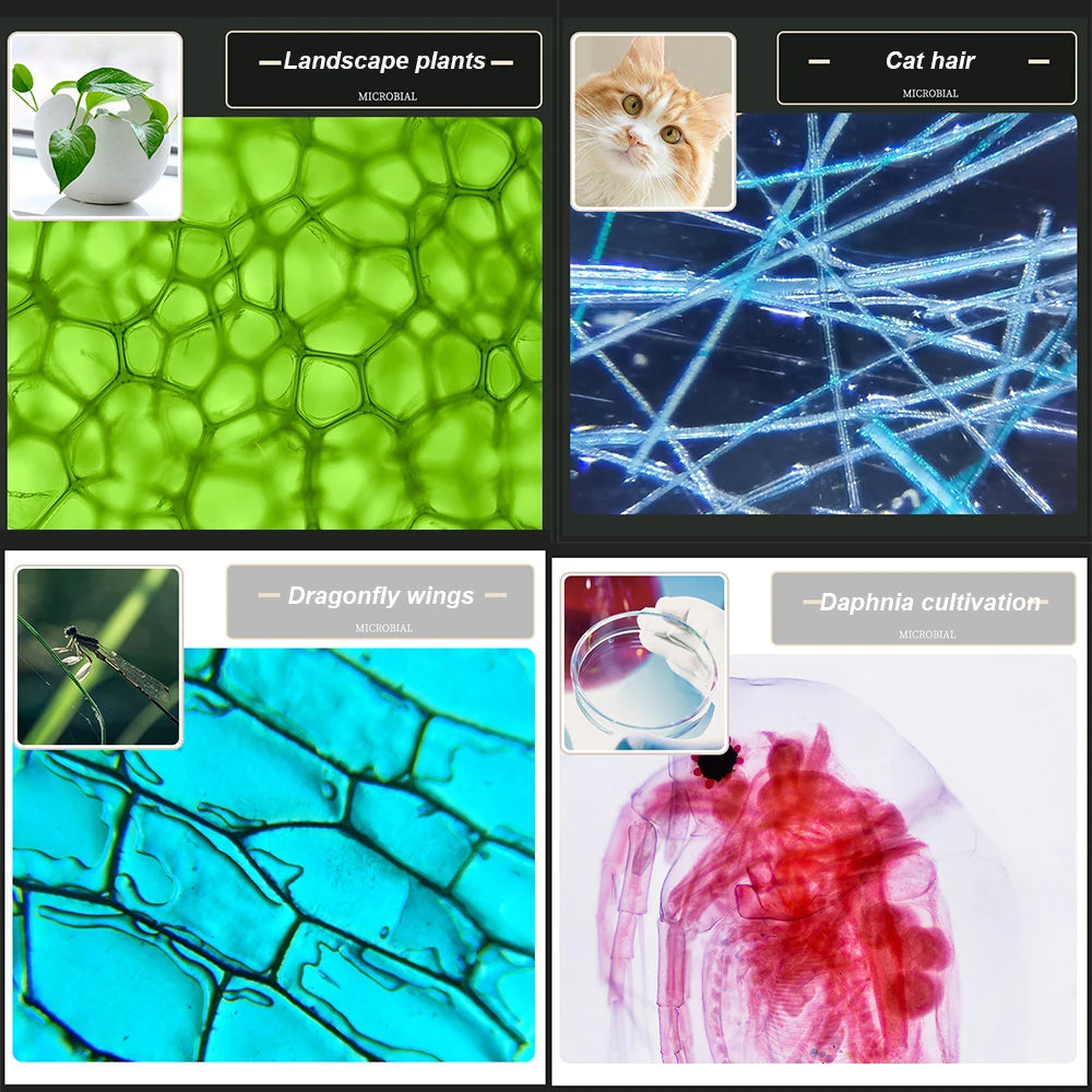 Microscope Biology Lab Experiment Kit